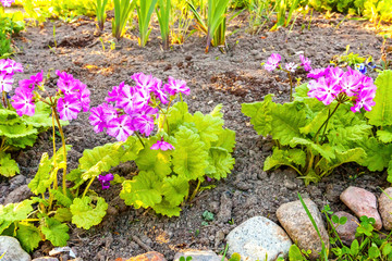 Primrose Primula with pink flowers. Inspirational natural floral spring or summer blooming garden or park under soft sunlight and blurred bokeh background. Colorful blooming ecology nature landscape