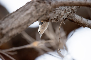 Bird upside down on tree