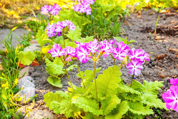 Primrose Primula with pink flowers. Inspirational natural floral spring or summer blooming garden or park under soft sunlight and blurred bokeh background. Colorful blooming ecology nature landscape