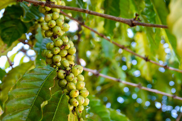 Green/young coffee beans on a coffee farm. Selective focus.