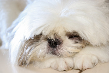 White Shitzu Zoom Face