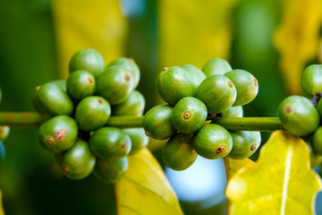 Green/young coffee beans on a coffee farm. Selective focus.