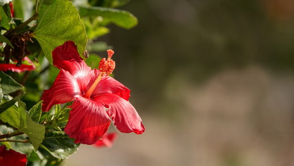 red hibiscus with copy space