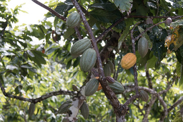 Farm with Cocoa Plantation