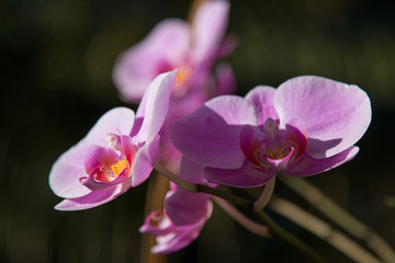 Pink orchid on the trunk of the tree with blurred background