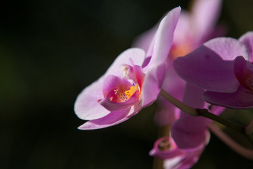 Pink orchid on the trunk of the tree with blurred background