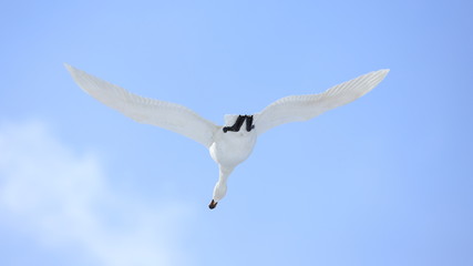 ハクチョウ（16：9）　Swan