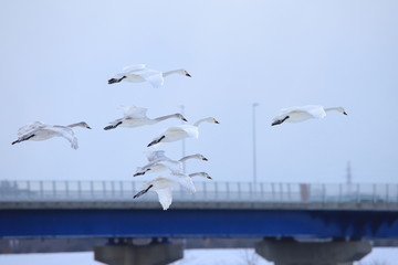 ハクチョウの群れ　Swans flock	