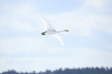ハクチョウ　Swan