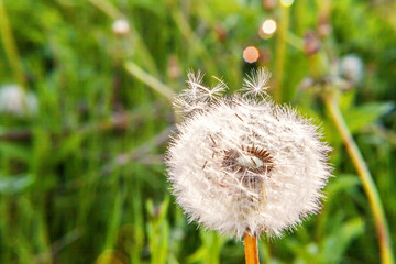 Dandelion seeds blowing in wind in summer field background. Change growth movement and direction...