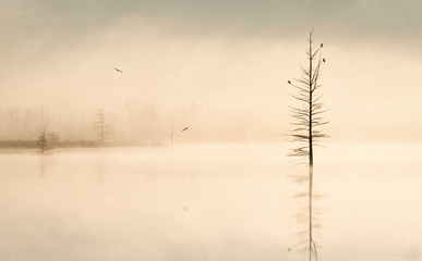 Misty morning on lake