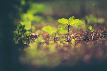 new life concept, plant seeding in nature