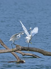 コサギのバトルシーン