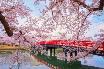 Fototapeten Sakura in voller Blüte - Kirschblüte im Hirosaki Park, in Japan © coward_lion