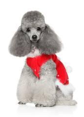 Beautiful, gray poodle in a red scarf on a white background