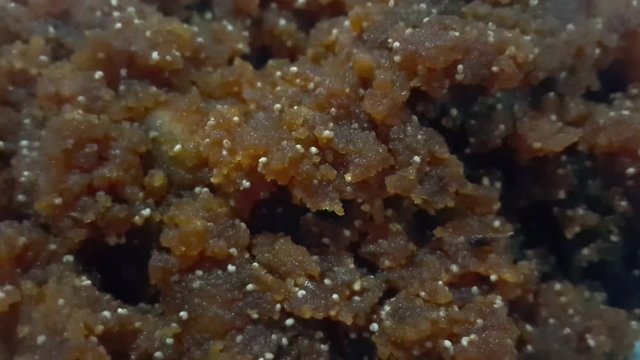 Closeup view of traditional  tasty sweet dessert called Suji Halwa or Halva, made of Semolina at home in south Asian countries with different dry fruit ingredients