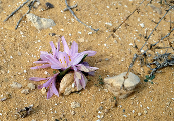 Flowering of colchicium (Lat. - Colchicum Ritchii) in the Negev desert