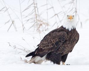 Eagle