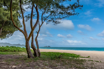 Waimanalo Beach on the windward side of Oahu, Hawaii as seen through the ironwood trees