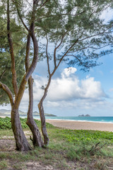 Fototapeta premium Waimanalo Beach on the windward side of Oahu, Hawaii as seen through the ironwood trees