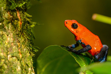Strawberry Poison Dart Frog (Oophaga pumilio)