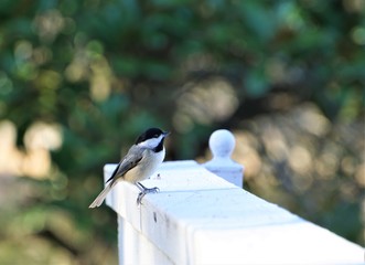 An adorable black capped chickadee (Poecile atricapillus) perching on the white wooden fence on the blurry garden background, Winter in GA USA.