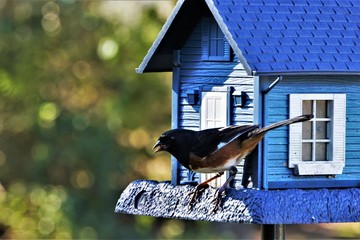 A pretty male Eastern Towhee (Pipilo erythrophthalmus) perching on the bird feeder in the garden, Winter in Georgia USA.