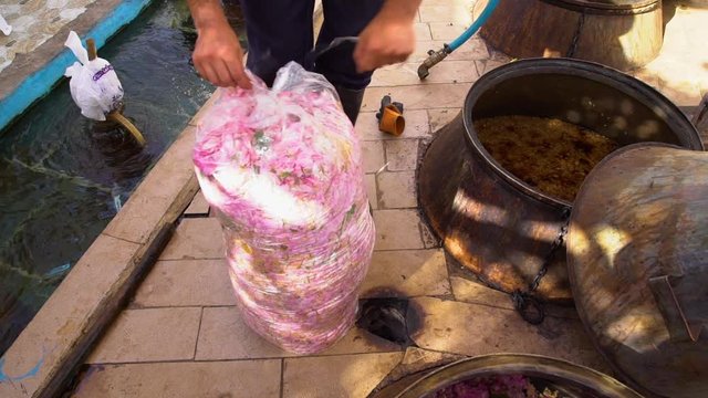 Steady, medium wide shot of man opening bag of pink rose petals