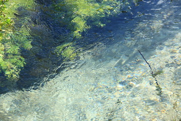 lake in the deep forest