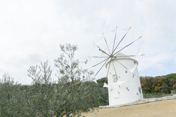 小豆島オリーブ畑