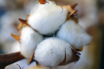 Bunches of soft white cotton flowers for sale at a flower market
