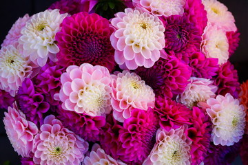 Bright bunches of colorful pompom dahlia flowers at the market