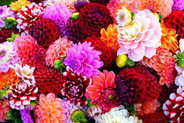 Bright bunches of colorful pompom dahlia flowers at the market