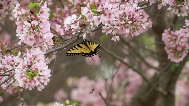 Cherry Blossoms V