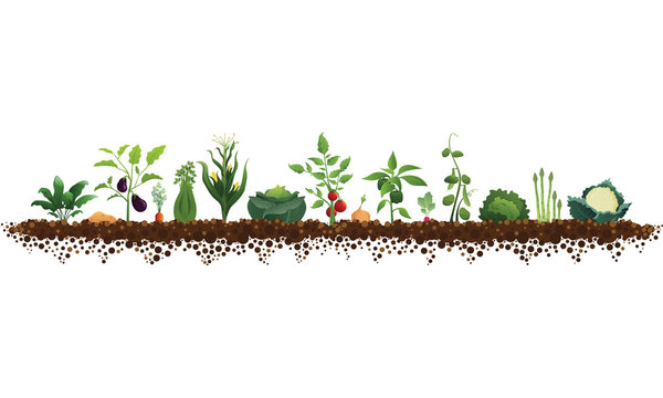 Large Vegetable Garden Illustration
