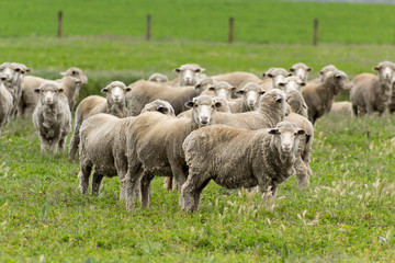 Obraz na płótnie Canvas New Zealand Sheep