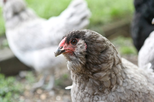 Ameraucana hen
