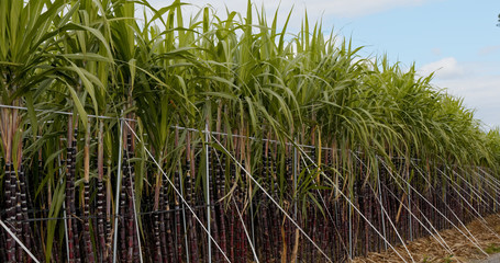 Sugar cane farm