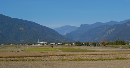 Fototapeta premium Chishang paddy rice meadow field