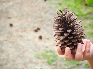 Child Holding Big Pine Cone