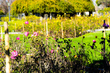 flowers in the garden