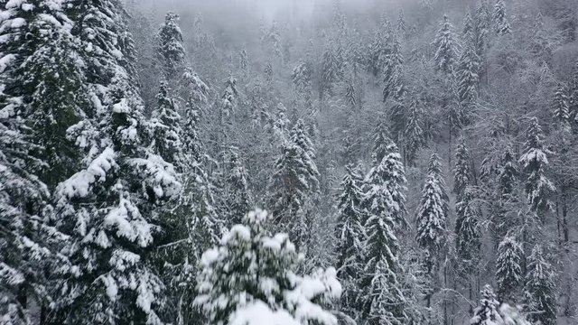 Flight over snowstorm in a snowy mountain coniferous forest, foggy unfriendly winter weather.
