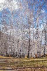The sun shines on birch tree with branches without leaves against blue sky in autumn forest on a sunny day