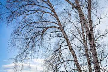 The sun shines on birch tree with branches without leaves against blue sky in autumn forest on a sunny day