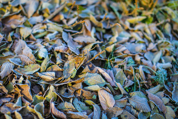 Fallen dry leaves with white frost, abstract natural top view background. Frozen foliage on the ground. First frost