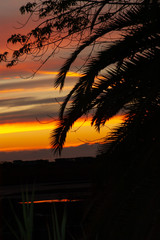 Red sunset w/palm tree