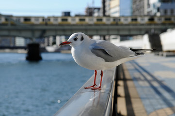 Obraz premium 隅田川のカモメ