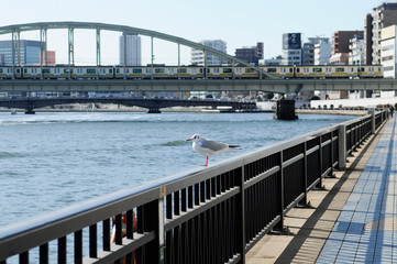 Fototapeta premium 隅田川のカモメ