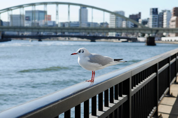 隅田川のカモメ