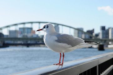カモメ
